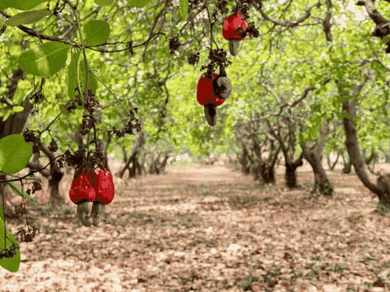 Cashew apples ready for harvest in Côte d'Ivoire